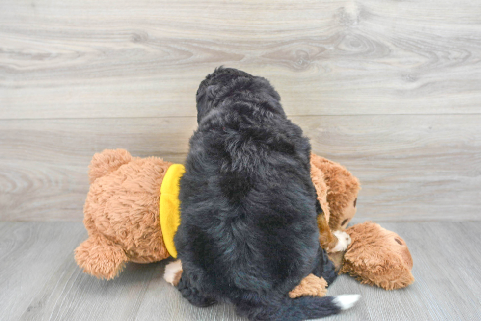 Little Mini Berniedoodle Poodle Mix Puppy