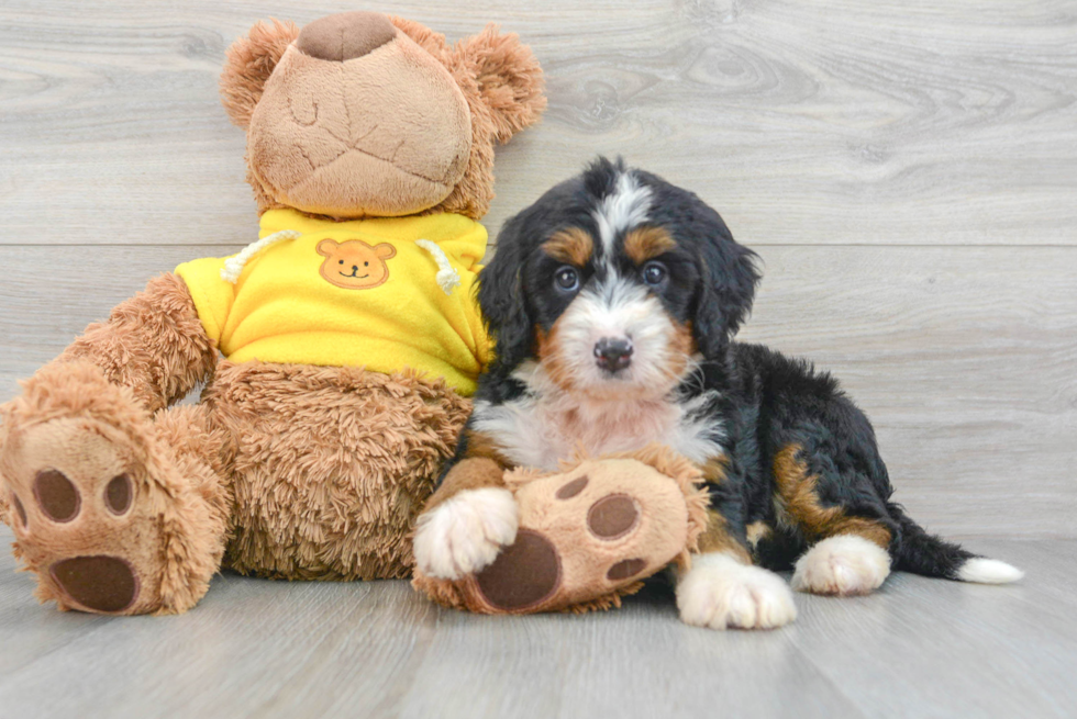 Friendly Mini Bernedoodle Baby