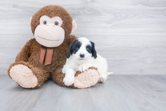 Mini Bernedoodle Puppy for Adoption