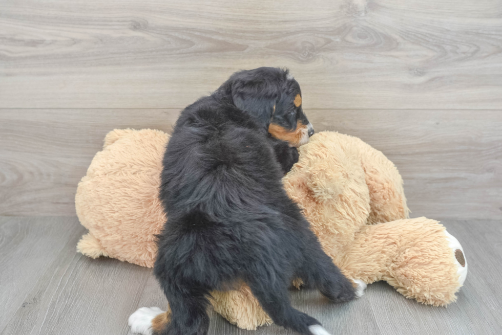 Best Mini Bernedoodle Baby