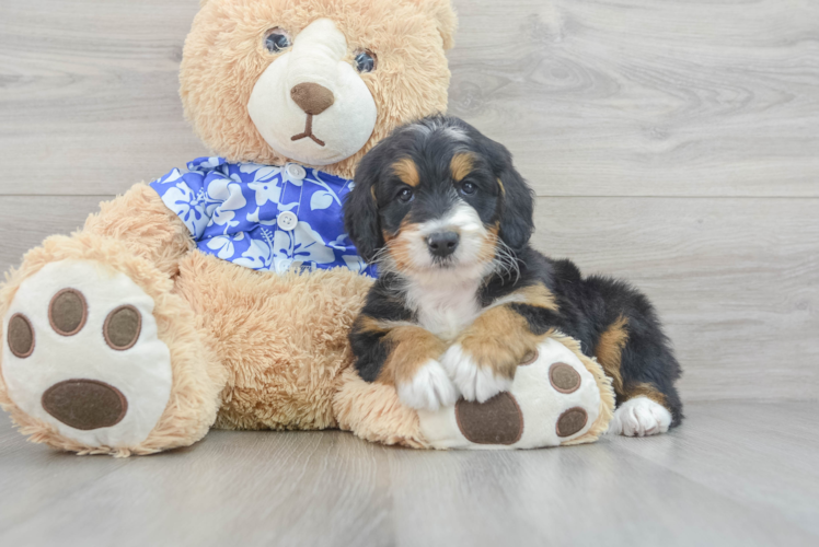 Little Mini Berniedoodle Poodle Mix Puppy