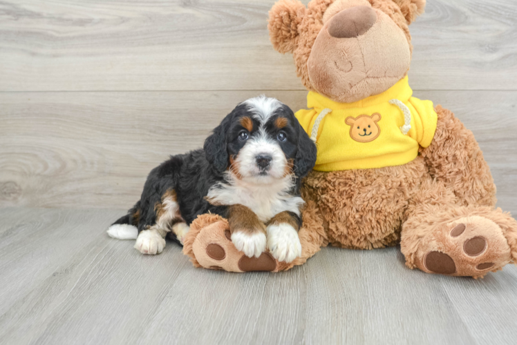 Fluffy Mini Bernedoodle Poodle Mix Pup