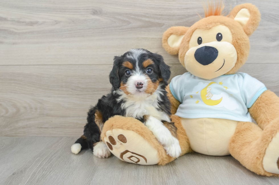 6 week old Mini Bernedoodle Puppy For Sale - Premier Pups