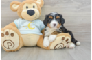 Cute Mini Bernedoodle Baby