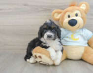 8 week old Mini Bernedoodle Puppy For Sale - Premier Pups