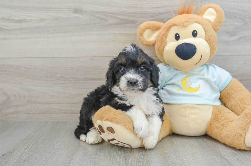 6 week old Mini Bernedoodle Puppy For Sale - Premier Pups