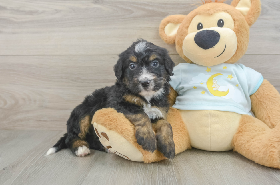 5 week old Mini Bernedoodle Puppy For Sale - Premier Pups