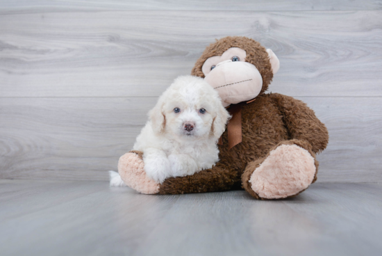 Playful Bernadoodle Poodle Mix Puppy