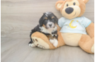 Popular Mini Bernedoodle Poodle Mix Pup