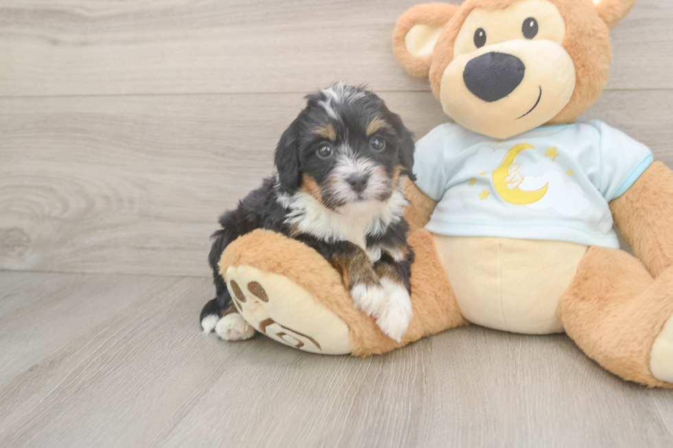 Popular Mini Bernedoodle Poodle Mix Pup