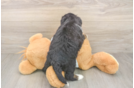 Energetic Mini Berniedoodle Poodle Mix Puppy
