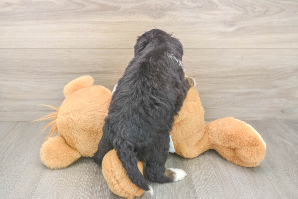 Energetic Mini Berniedoodle Poodle Mix Puppy