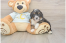 Mini Bernedoodle Pup Being Cute