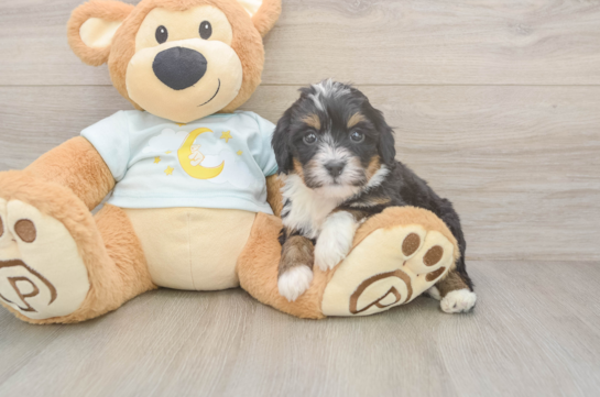 Mini Bernedoodle Pup Being Cute