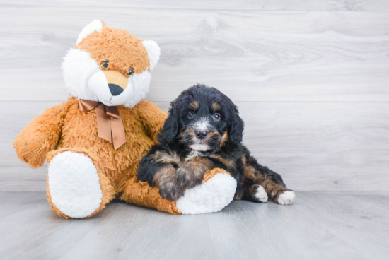 Energetic Mini Berniedoodle Poodle Mix Puppy