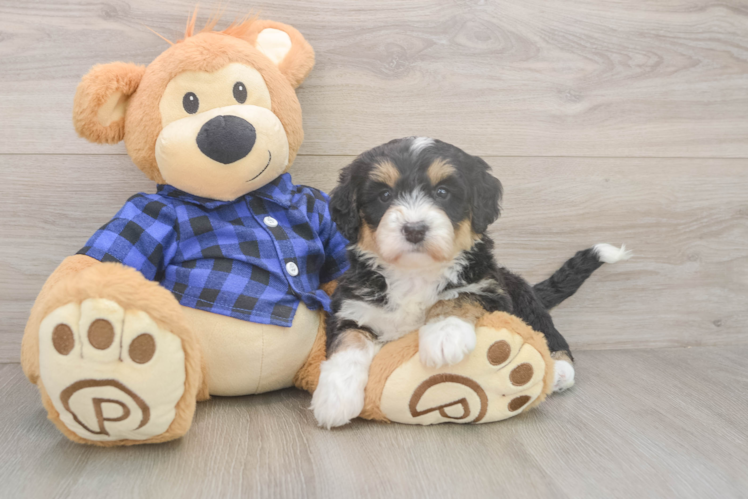 Small Mini Bernedoodle Baby
