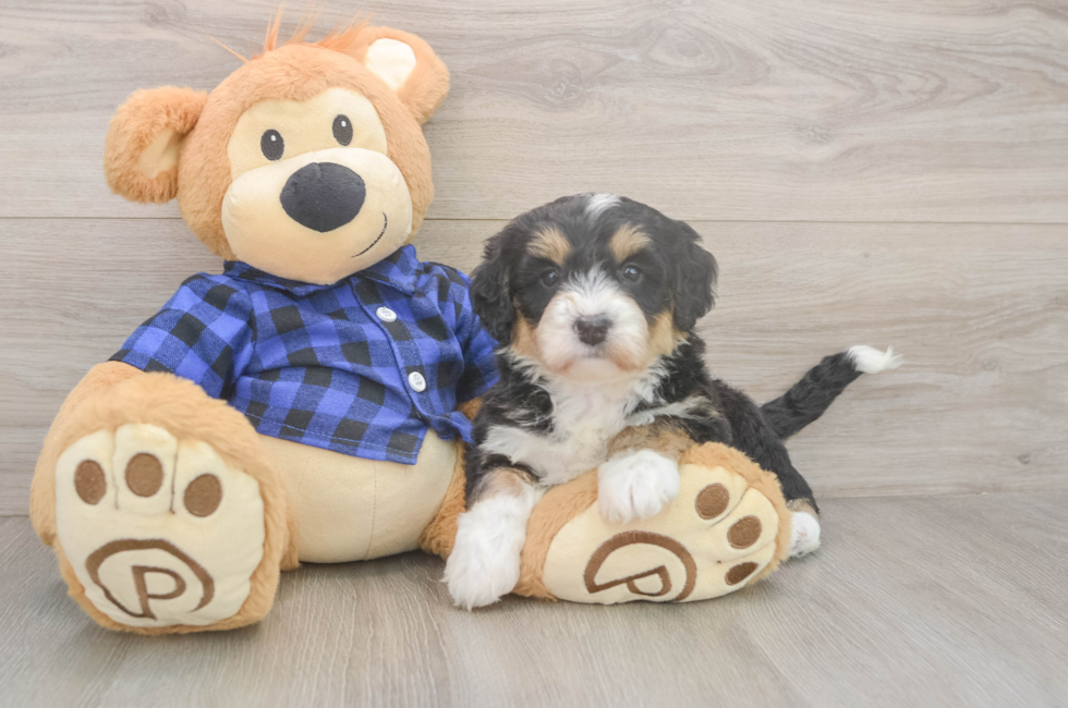 5 week old Mini Bernedoodle Puppy For Sale - Premier Pups