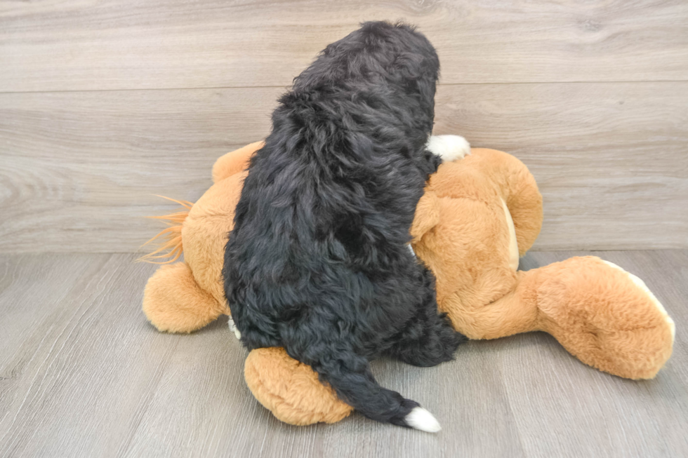 Mini Bernedoodle Pup Being Cute