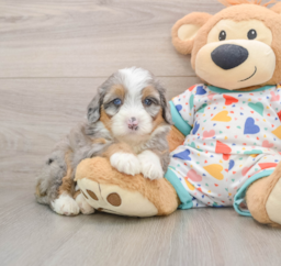6 week old Mini Bernedoodle Puppy For Sale - Premier Pups