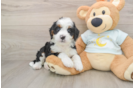 Best Mini Bernedoodle Baby