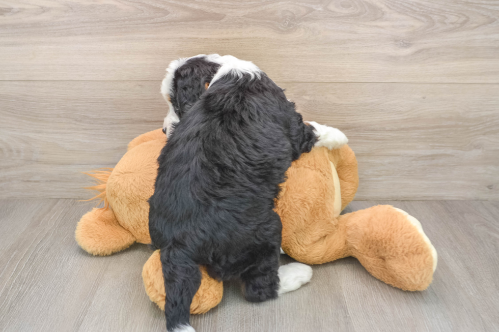 Mini Bernedoodle Puppy for Adoption
