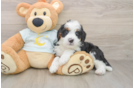 Cute Mini Bernedoodle Baby