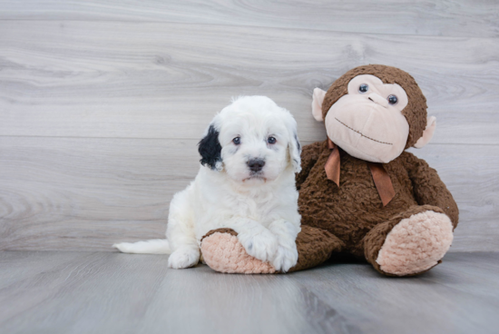 Best Mini Bernedoodle Baby