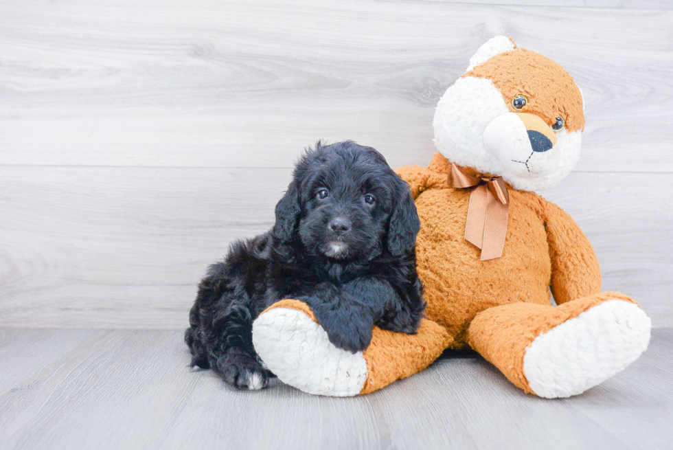 Mini Bernedoodle Puppy for Adoption