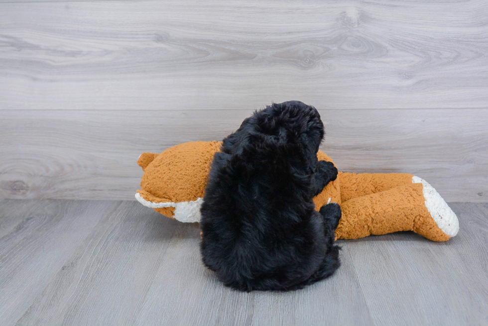 Smart Mini Bernedoodle Poodle Mix Pup