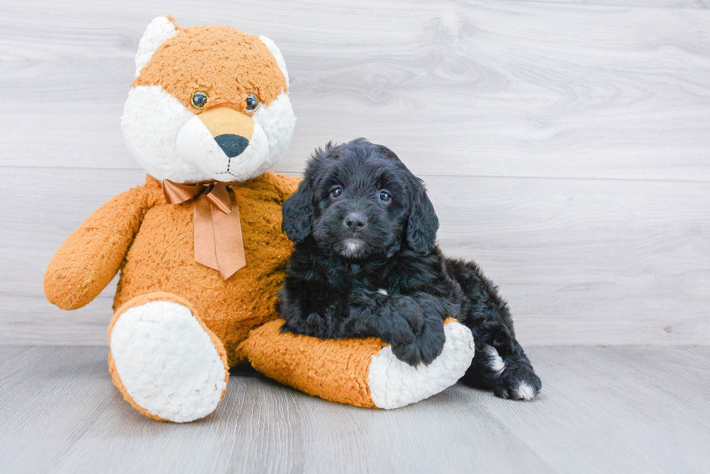 Little Bernadoodle Poodle Mix Puppy
