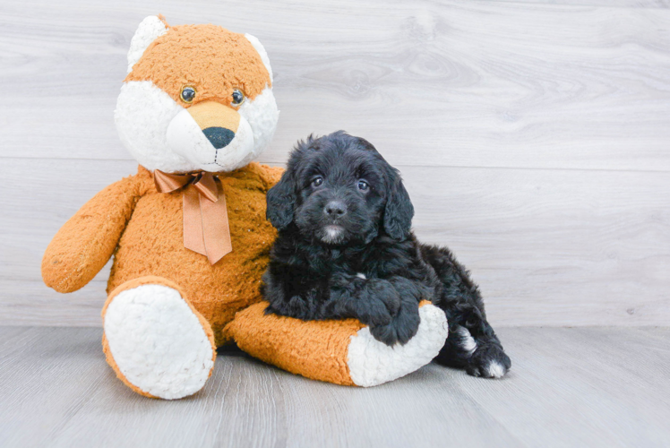 Little Bernadoodle Poodle Mix Puppy