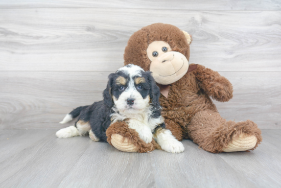 Mini Bernedoodle Puppy for Adoption