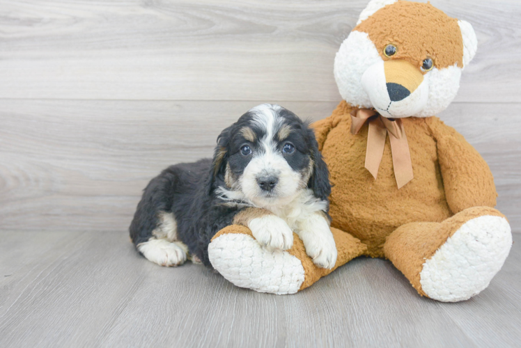 Happy Mini Bernedoodle Baby