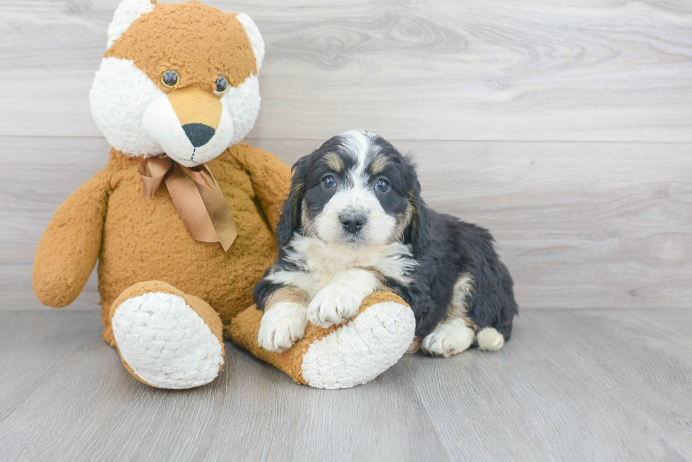Fluffy Mini Bernedoodle Poodle Mix Pup