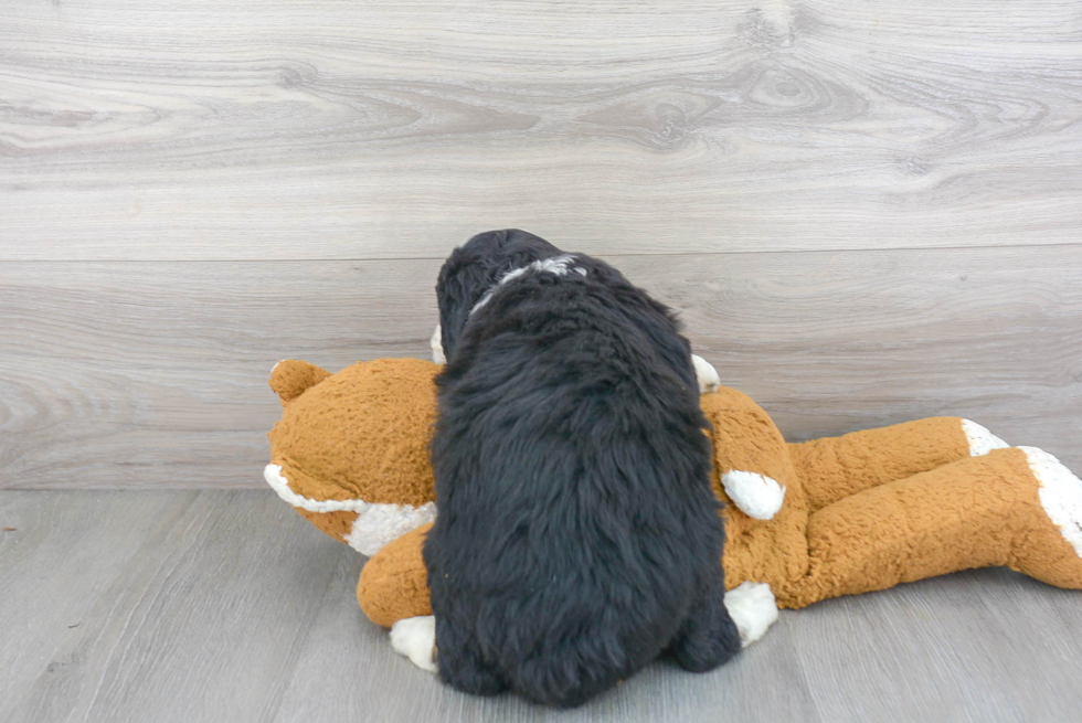 Best Mini Bernedoodle Baby