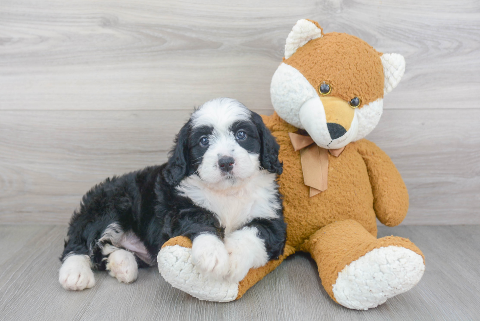 Popular Mini Bernedoodle Poodle Mix Pup