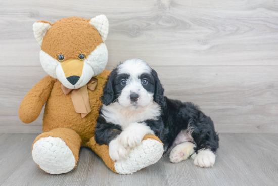 Mini Bernedoodle Puppy for Adoption