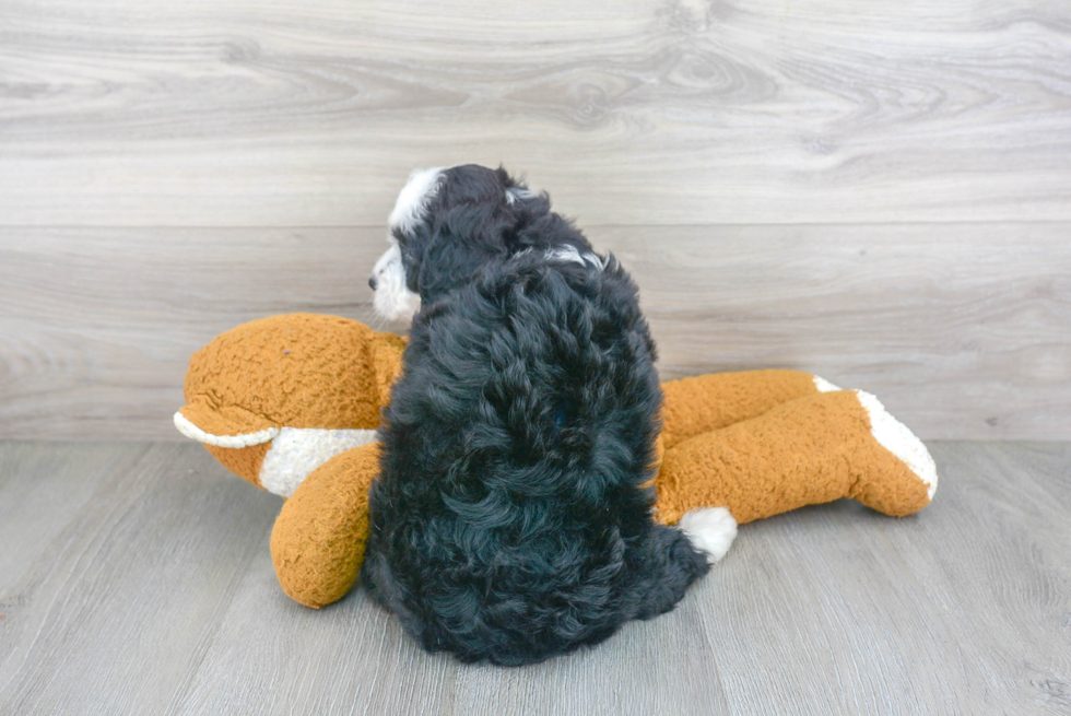 Mini Bernedoodle Pup Being Cute