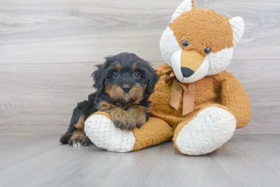 Happy Mini Bernedoodle Baby