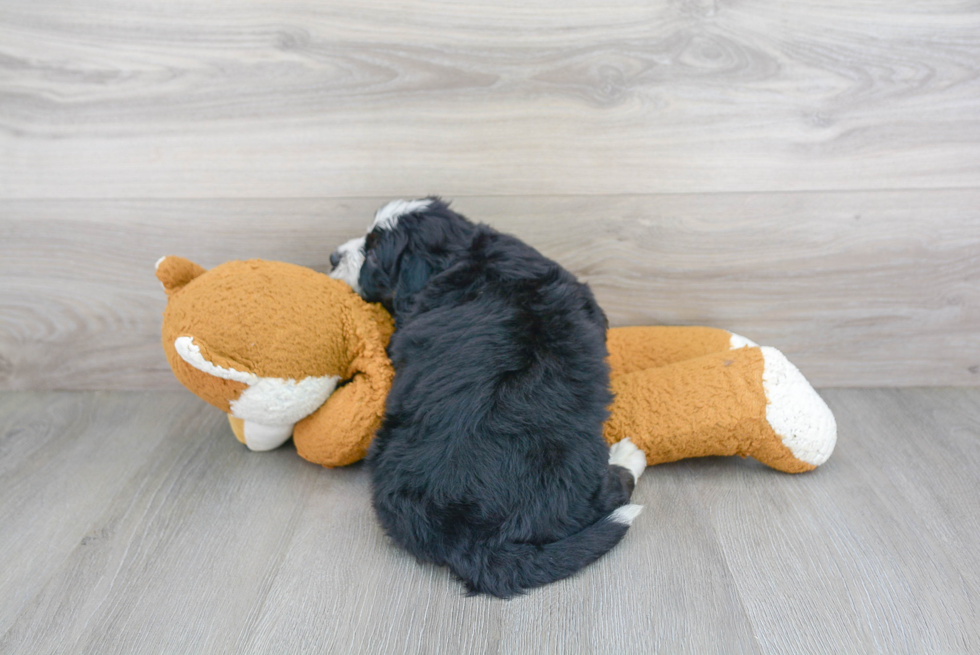 Popular Mini Bernedoodle Poodle Mix Pup