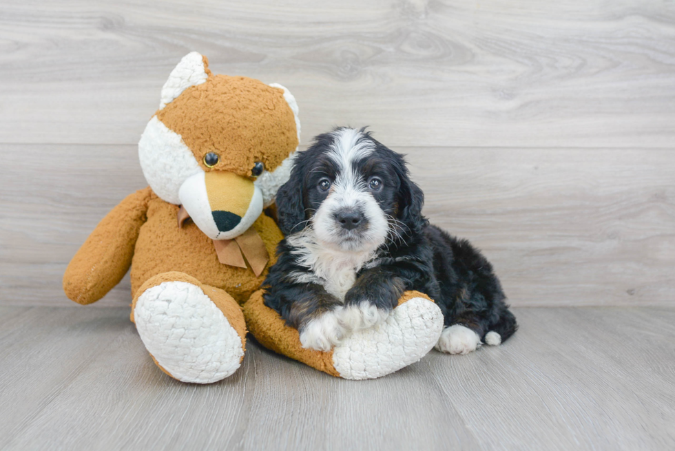 Mini Bernedoodle Puppy for Adoption