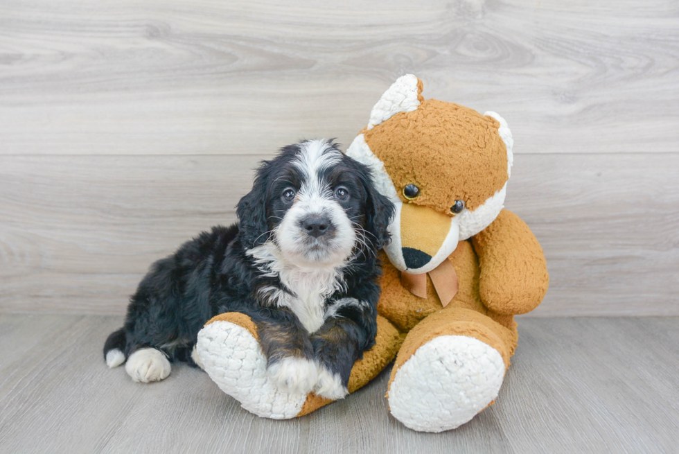 Friendly Mini Bernedoodle Baby