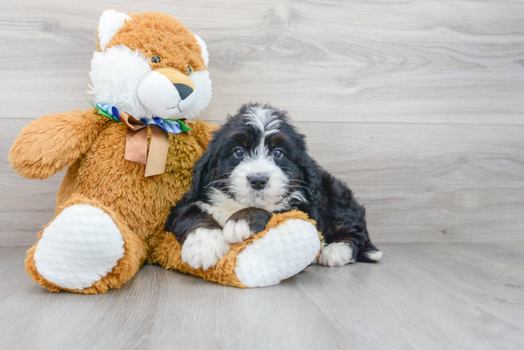 Mini Bernedoodle Puppy for Adoption