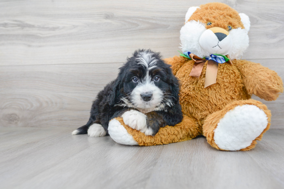 Happy Mini Bernedoodle Baby