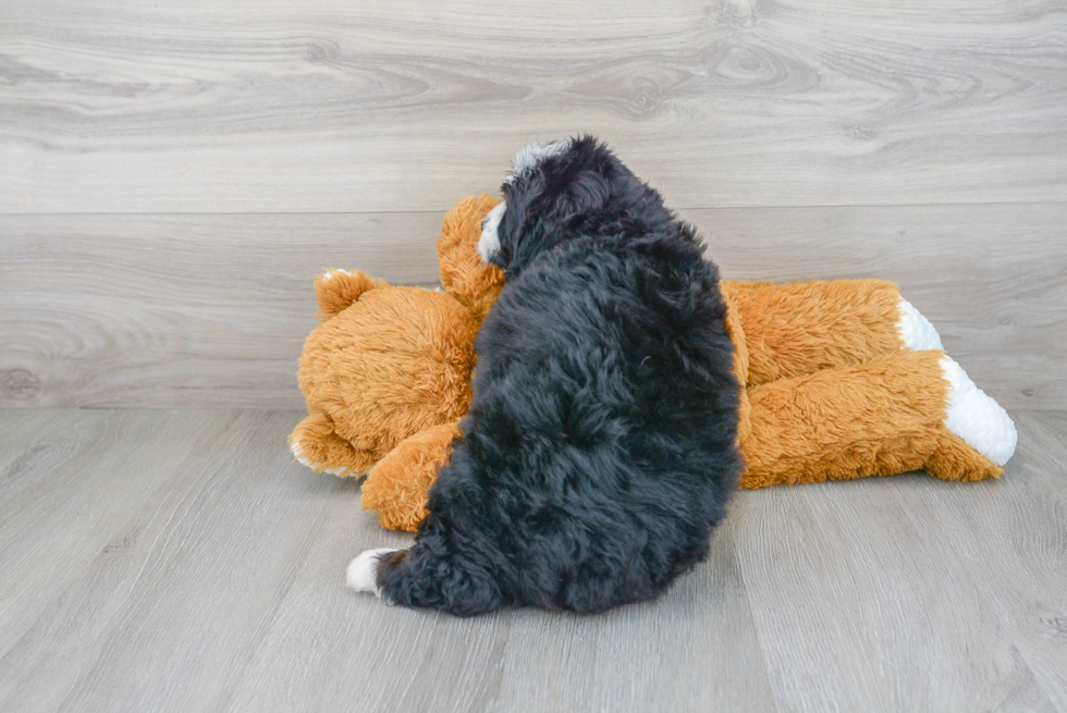 Best Mini Bernedoodle Baby