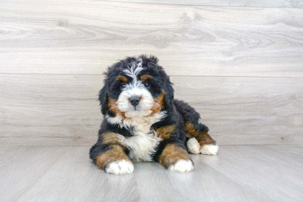 Small Mini Bernedoodle Baby