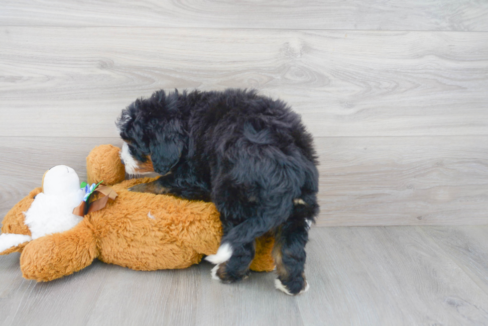 Mini Bernedoodle Pup Being Cute