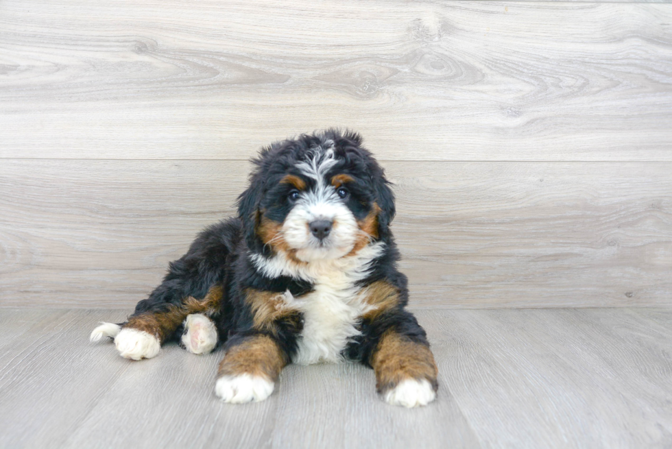 Mini Bernedoodle Puppy for Adoption