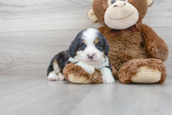 Mini Bernedoodle Pup Being Cute