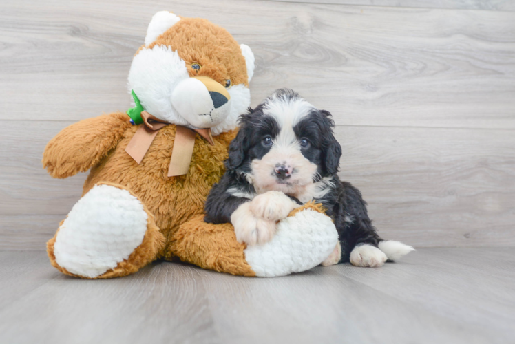 Small Mini Bernedoodle Baby